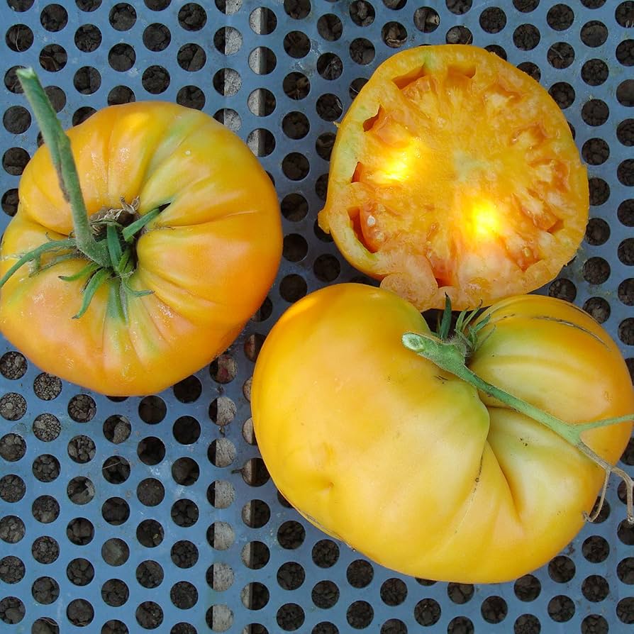 Kellogg's Breakfast tomato grown from organic seeds with large, orange fruits and sweet flavor